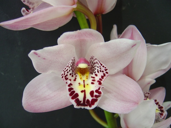 Cymbid Mini Lady Sheridan Cymbidium Miniature Orchidée Orchidées Fleurs Par Catégorie 